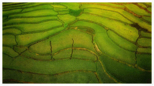 フーイエン州トゥイアンの段々畑の美しさに驚く