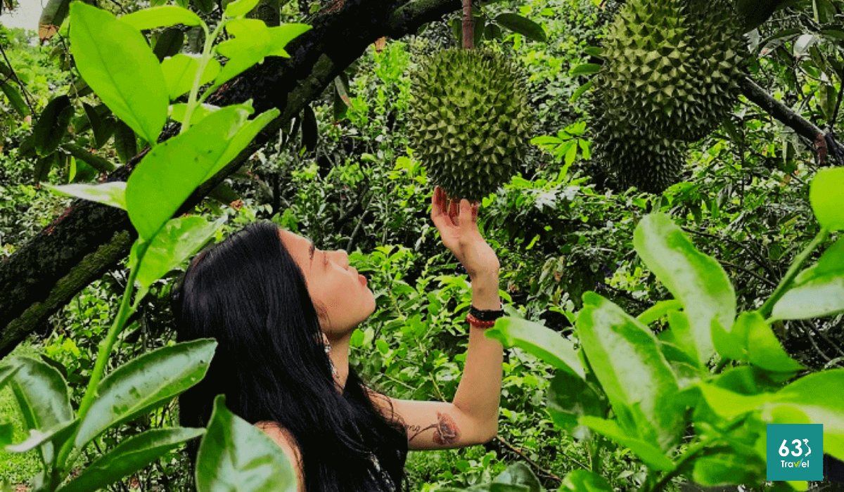 Vườn trái cây Út Phương - Trải nghiệm miệt vườn trĩu quả