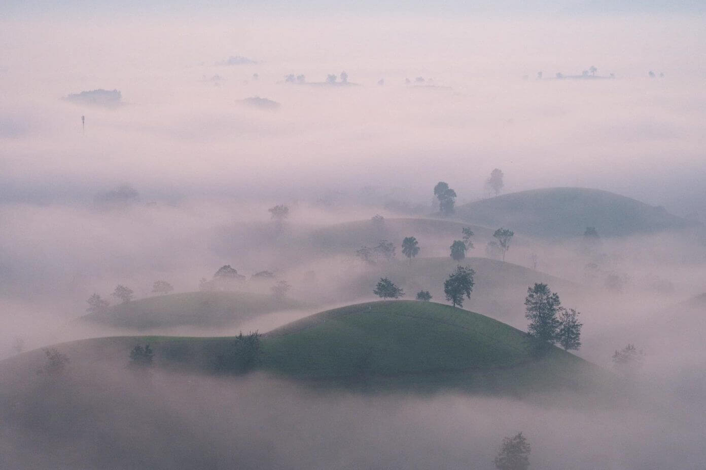 朝霧の中でロングコック茶の丘を眺める