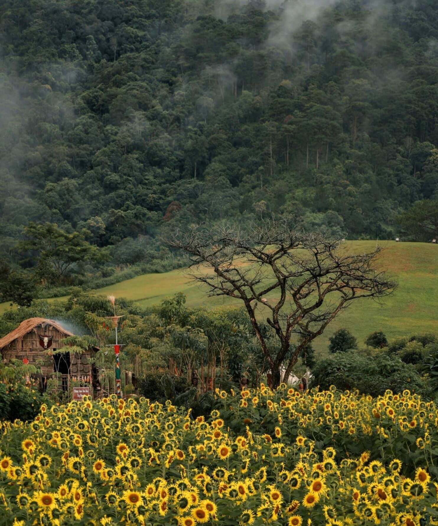 The Florest - nơi quy tụ những loài hoa đa sắc của thành phố sương mù