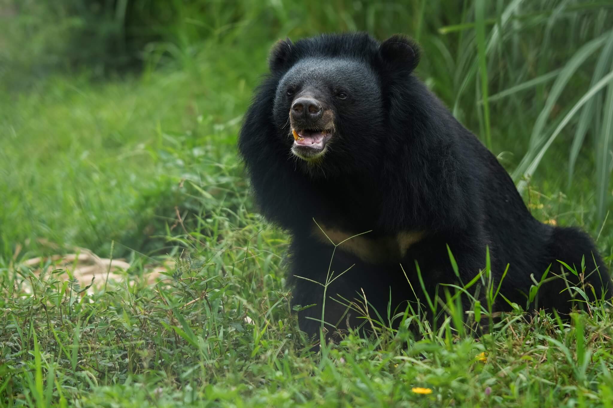 닌빈 곰 보호 기지