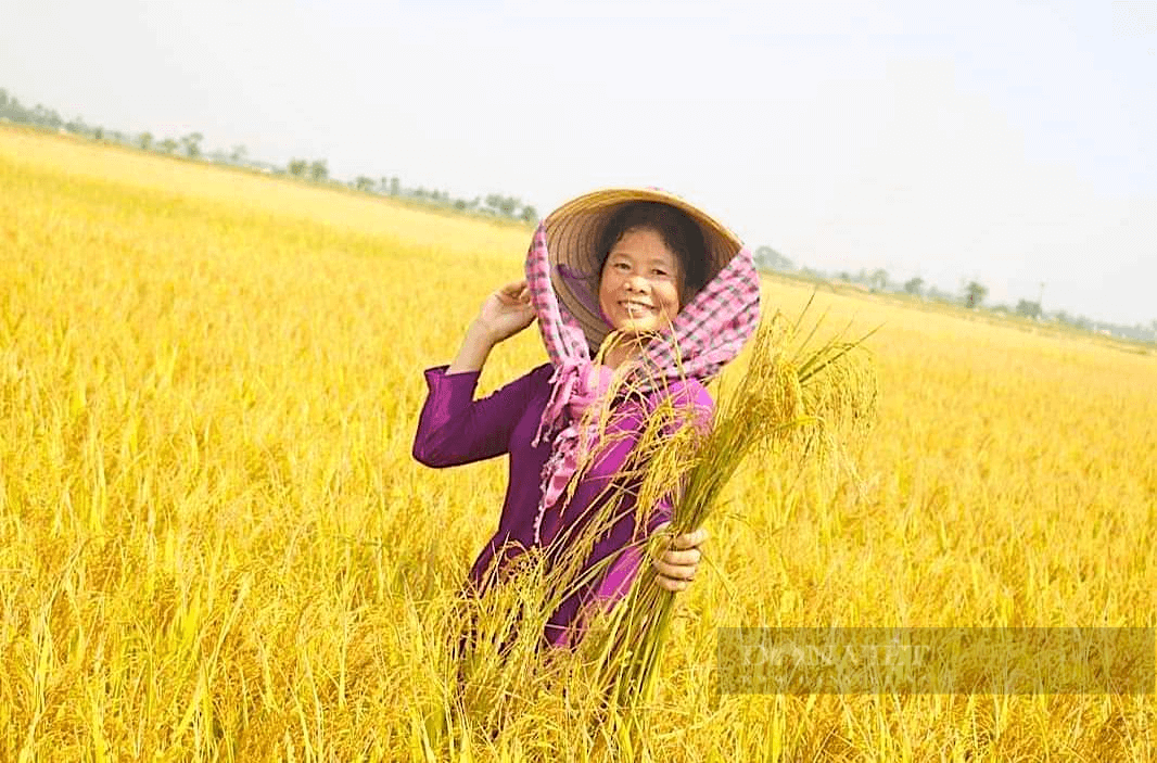 フエの田舎に戻り、黄金色の米が熟すのを眺めましょう