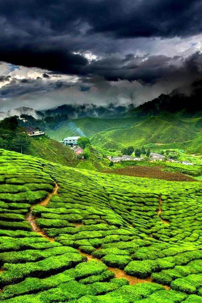 Đồi chè Đông Giang đang là địa điểm du lịch phượt nổi tiếng thu hút nhiều bạn trẻ.