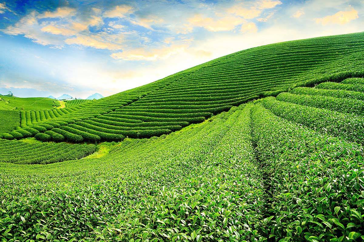 Đường vào Ngũ động Bản Ôn đầy lãng mạn với những đồi chè xanh mượt