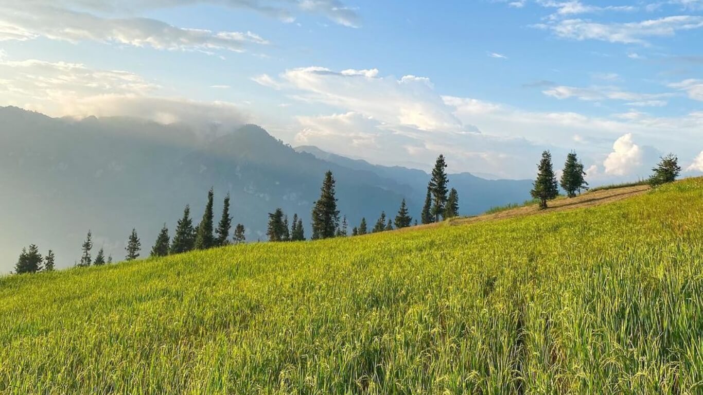 Lạc Bước Vào Thiên Đường Xanh: Khám Phá Thảo Nguyên Suôi Thầu