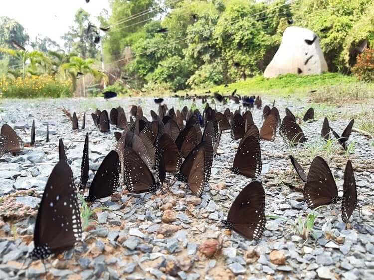 タイニン省にあるロー ゴ シャ マット国立公園は、ベトナムの重要な生物多様性スポットの 1 つです。