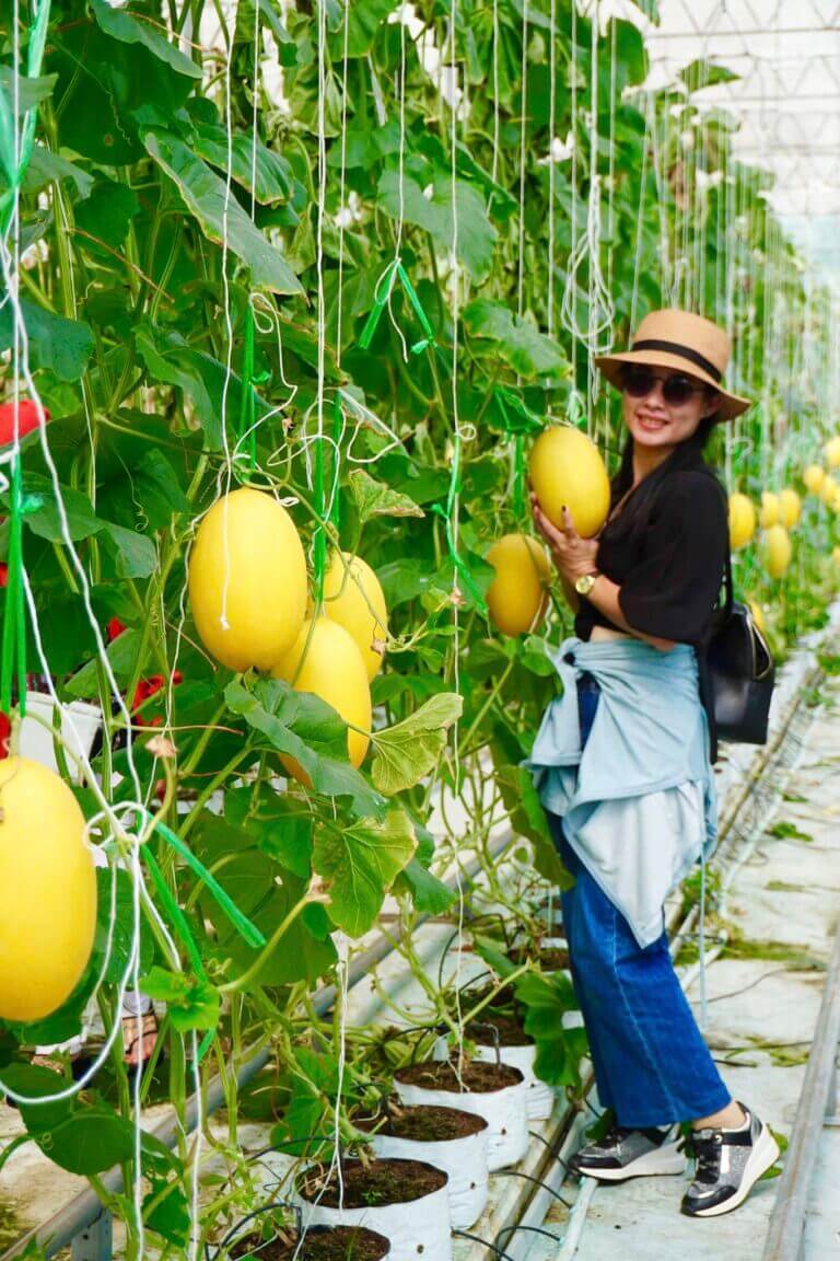 フーアンカン果樹園では訪問者が自分で果物を収穫できます