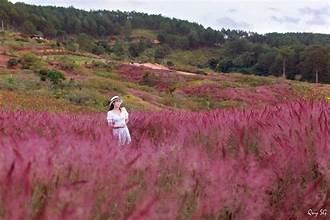 ダラットのピンクグラスヒルへのチェックインガイド