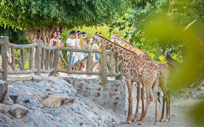 Have fun, take pictures and feed the giraffes