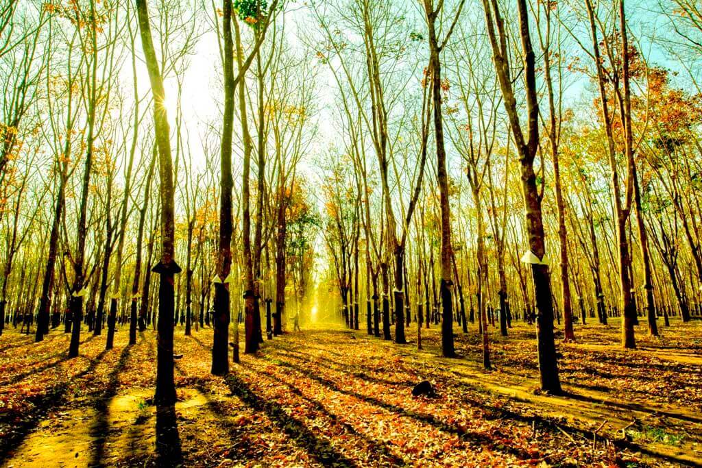 紅葉の季節のコントゥムのゴム林