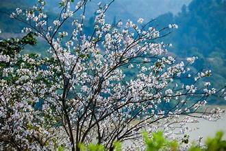 ディエンビエンに来て、花が咲く季節の息を呑むような美しさを楽しみましょう