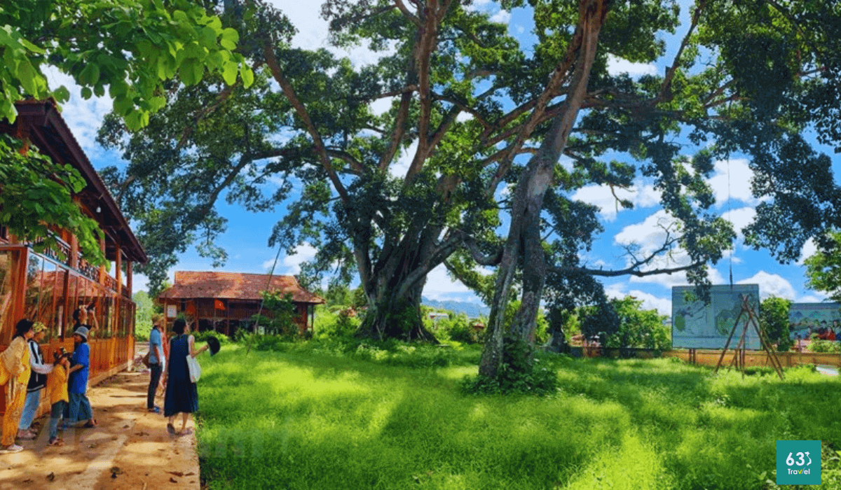 Ở Sơn La có "cụ" cây đa cổ thụ 500-600 tuổi khổng lồ có tới 2 thân kỳ lạ