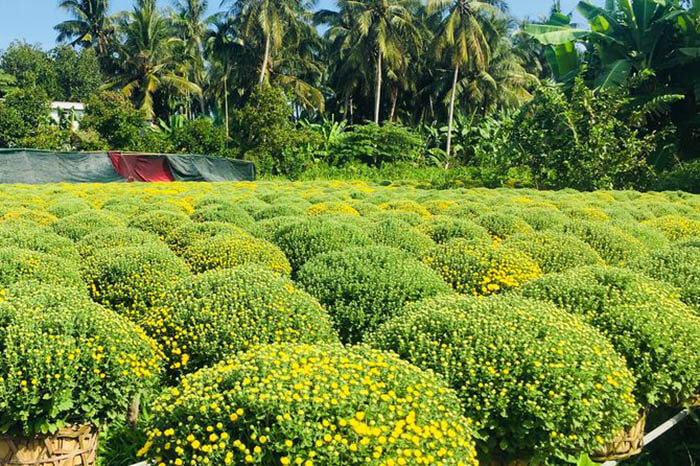 カイモン - 観賞用の花の国