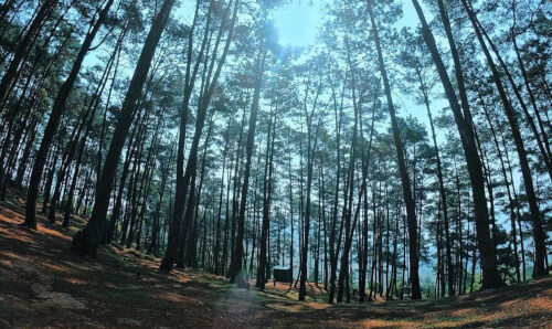 Góc bình yên Rừng thông Yên Minh