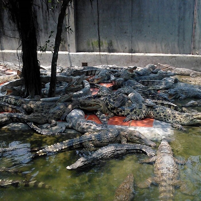 ロンスエン ワニ園 (ワニの王国としても知られています) は、アンザン省ロンスエン市ミータン区チャン フン ダオ ストリート 44 番地にあります。