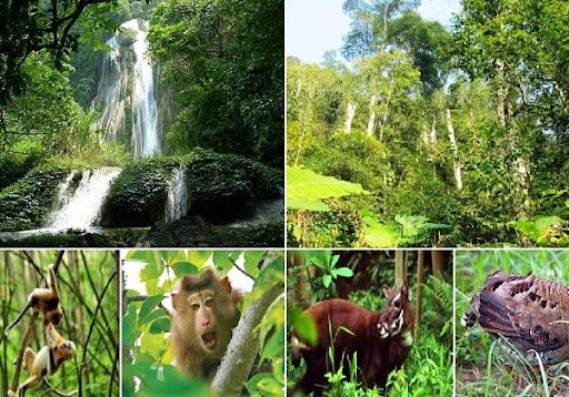 해발 1,748m 이상의 고도를 지닌 Kon Ka Kinh 국립공원은 Gia Lai 지방의 지붕으로 간주됩니다.