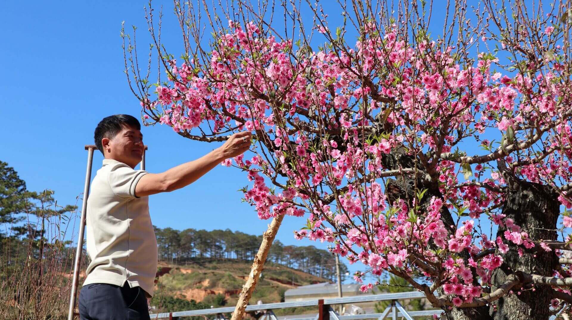 ランビアン高原の中心部で美しく鮮やかな北西部の古代桃の花を鑑賞
