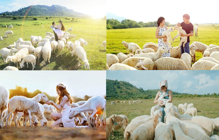 수오이 응헤 양떼 들판