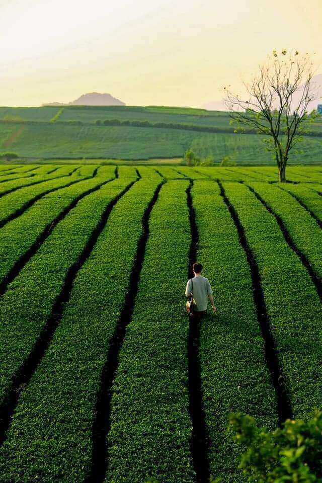 Mộc Châu đẹp ngỡ ngàng với những đồi chè xanh bạt ngàn