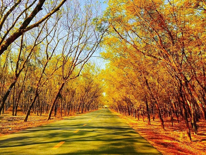 Rừng cao su Tây Ninh