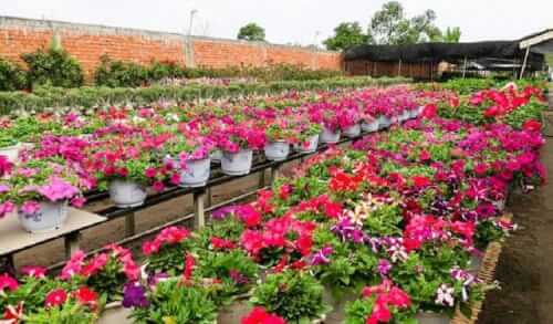 Me Linh flower village is bustling with flowers on Tet holidays