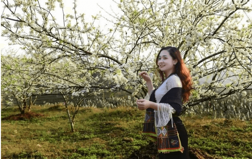 タイの女の子と梅の花の季節。