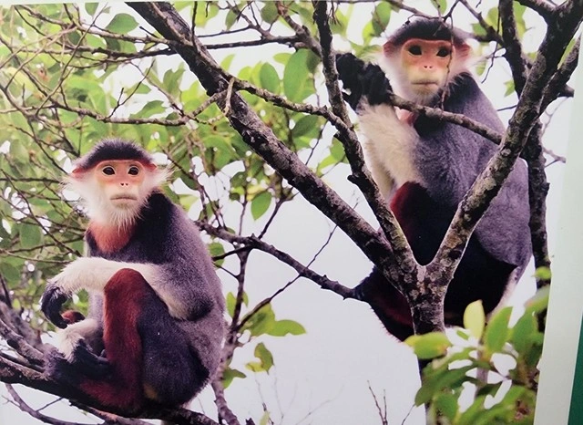 비두누이바 국립공원