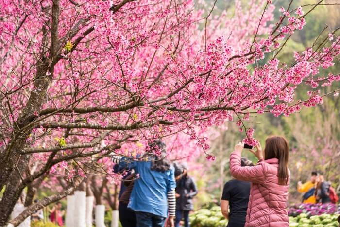 Vườn hoa anh đào thu hút hàng trăm lượt khách du lịch đến tham quan mỗi năm