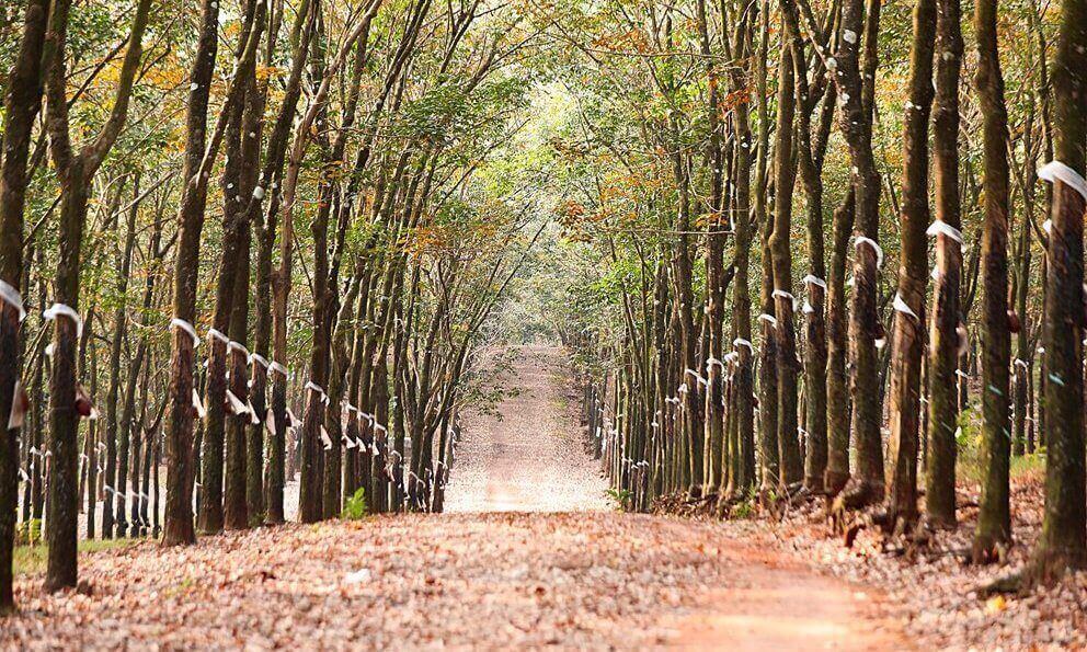 ドンナイ: 紅葉の季節のゴム林に魅了される