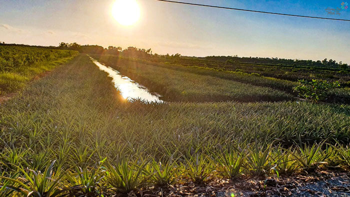 Khóm ở đây có màu xanh tươi, ngọt thanh khiến bao người mê mệt khi vào mùa.