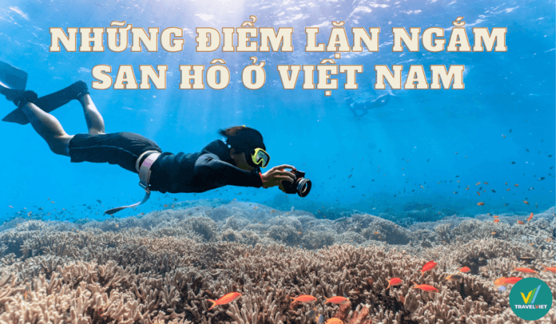 ベトナムでサンゴを見るために最も美しいスキューバ ダイビング スポットをチェック