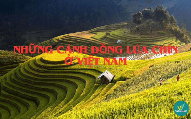 Pocket ベトナムで熟した稲を鑑賞できる最も美しいスポット 17 選