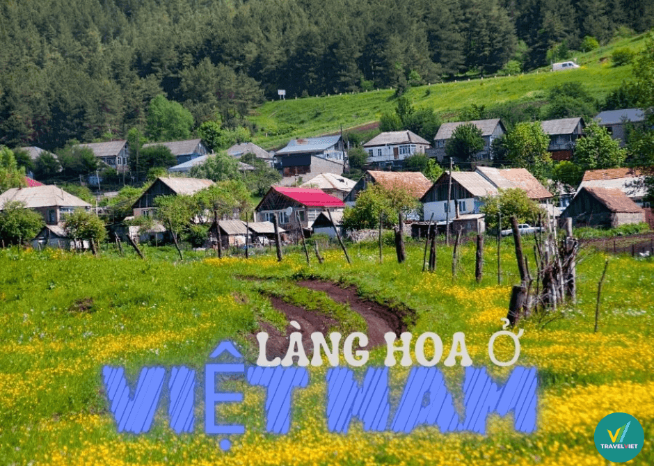 ベトナムで最も美しく有名な花の村を賞賛してください