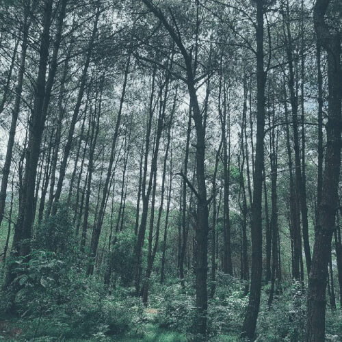 Rừng thông Noong Cốp.