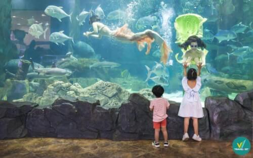 思い出に残る旅行のためにベトナムのトップ6の美しい水族館