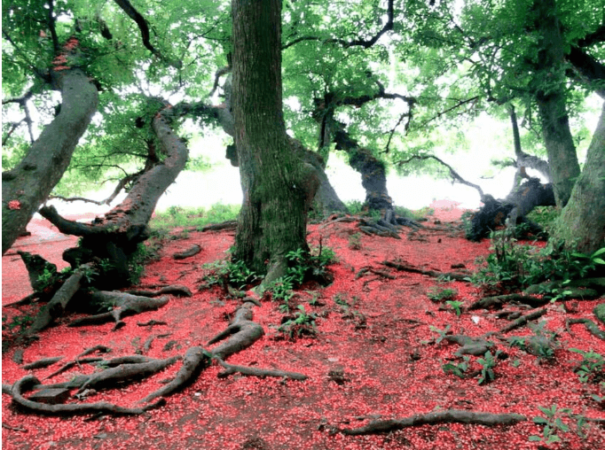 ゴマの花は夜に咲き、朝に落ちます。