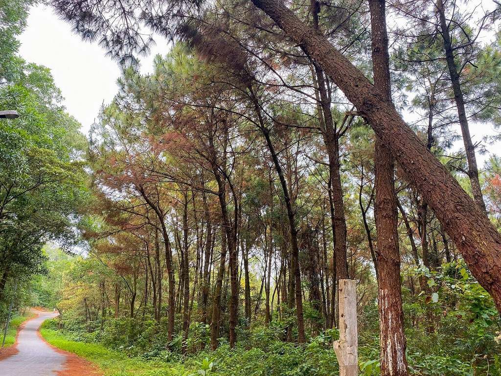 Ngọn đồi xinh đẹp với khí hậu mát mẻ.