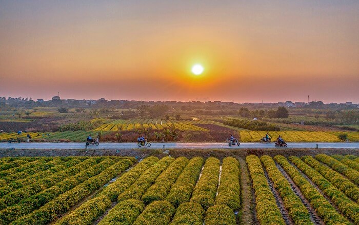 Vườn hoa Cúc Chi Hưng Yên