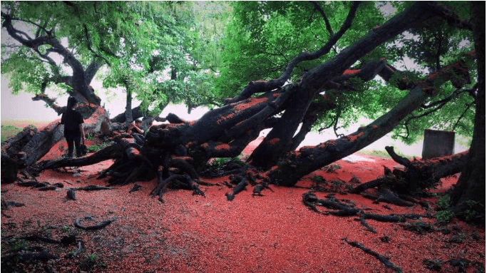 花が咲き、葉を変えた時、多くの旅行者と写真がここに来て写真を撮ります。