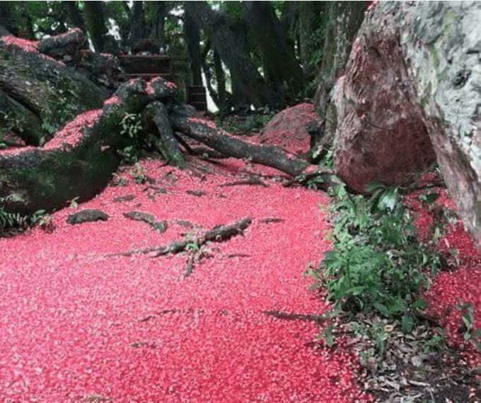 小さな赤い花びらが水に浮かぶレッドカーペットを形成します