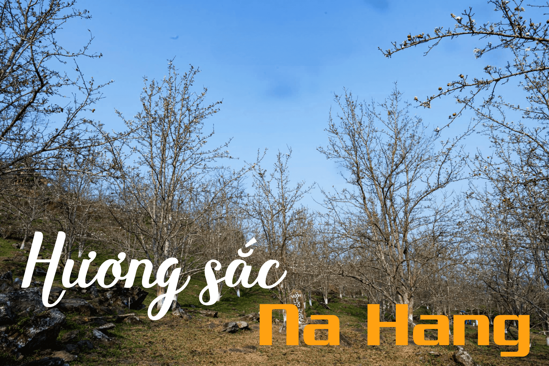 LỄ HỘI HƯƠNG SẮC NA HANG 2025 - MÙA HOA LÊ TRẮNG TINH KHÔI