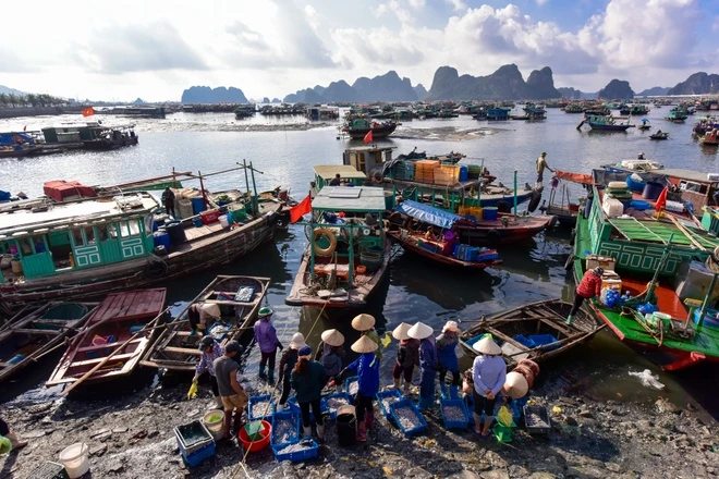 Dạo bước sớm mai ở chợ cá Bến Do tại vùng vịnh Bái Tử Long