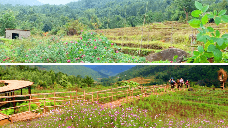 Check-in Vườn Hoa Cao Sơn: Đẹp Tựa Đà Lạt Giữa Lòng Bình Liêu