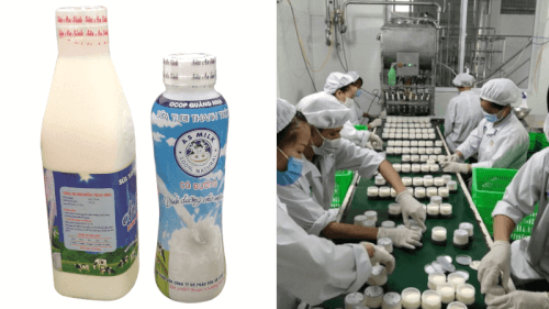 An Sinh – Hành Trình Từ Giọt Sữa Tươi Đến Niềm Tự Hào Quê Hương Đông Triều