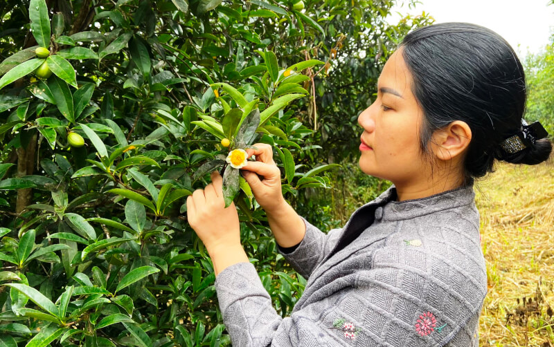 Sắc Vàng Bình Yên Giữa Núi Đồi Vườn Trà LÊ HẢI