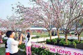 Về Kỳ Thượng Dự Lễ Hội Hoa Anh Đào Và Sống Trọn Vẹn Cùng Văn Hóa Bản Địa