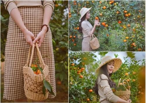 Vườn cam vàng óng, ảnh đẹp không góc chết ở Đông Triều