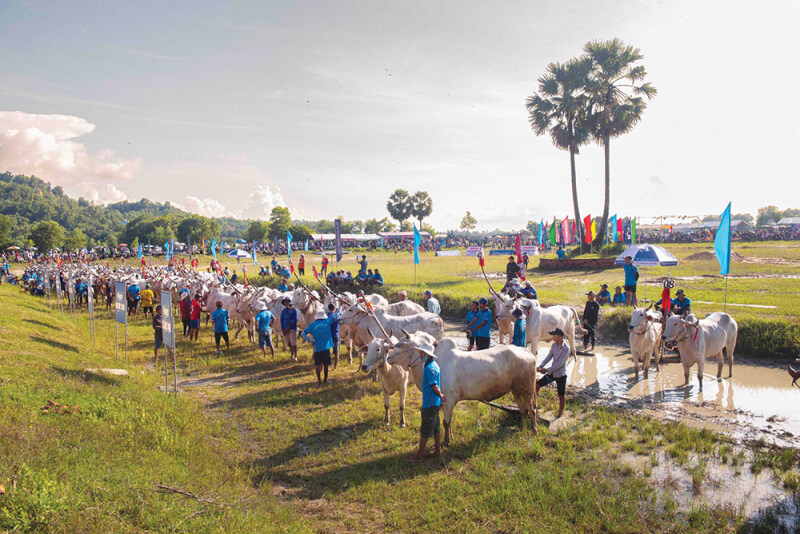 Seven Nui Cow Racing Association