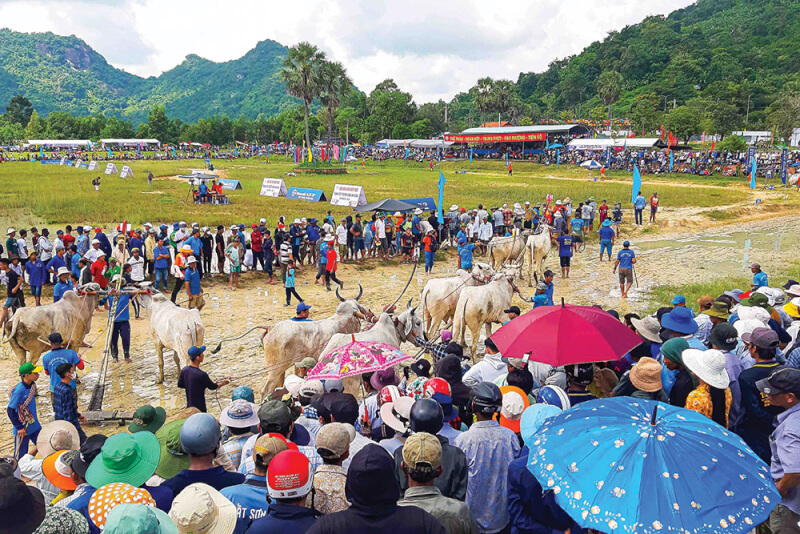 Seven Nui Cow Racing Association