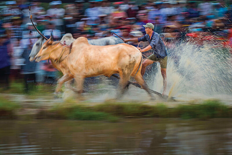 Seven Nui Cow Racing Association